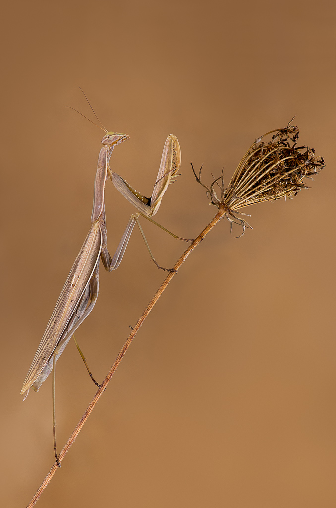 Mantis religiosa