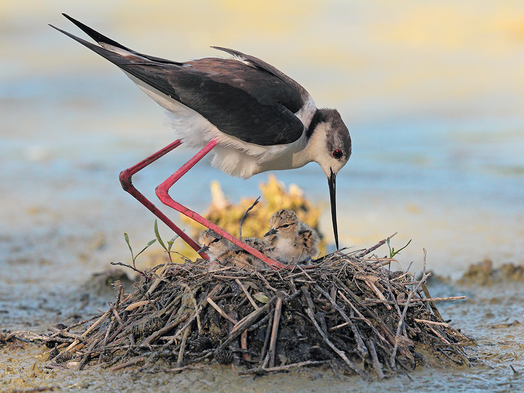 Cavalieri d'Italia # 21