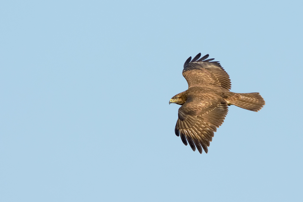 Poiana (Buteo buteo)