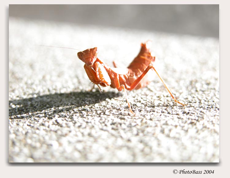 E questo..... chi � ?