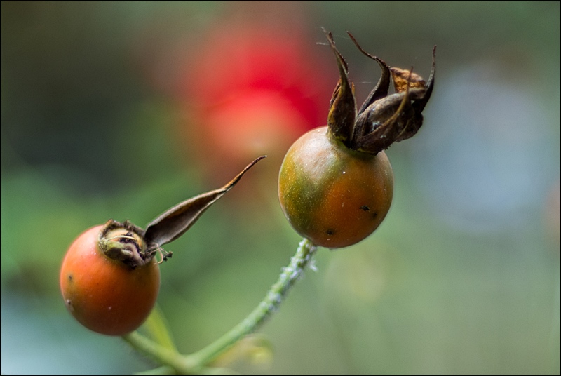 Bacche su sfondo acquerello