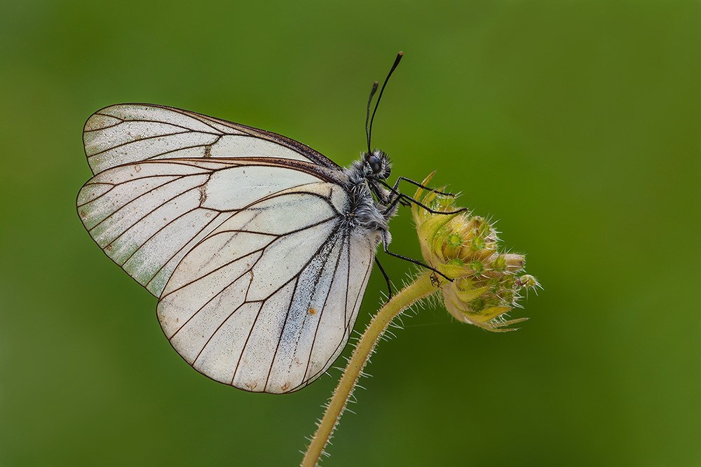 Pieride del biancospino (Aporia crataegi)