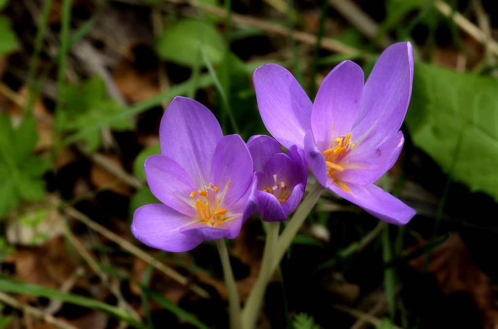 Crocus autunnali