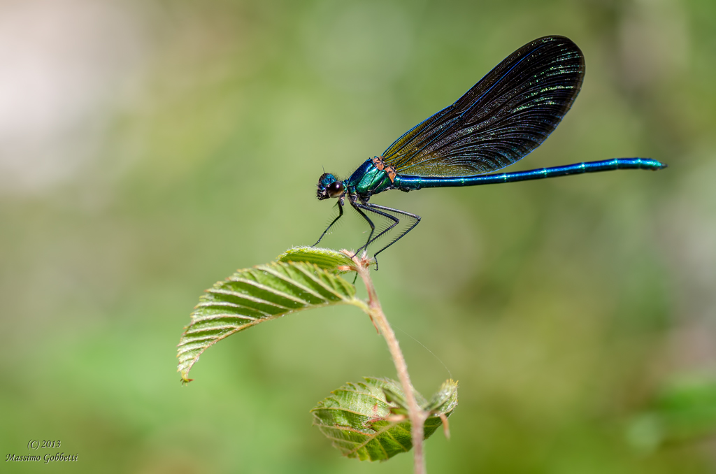 Calopteryx Splendens