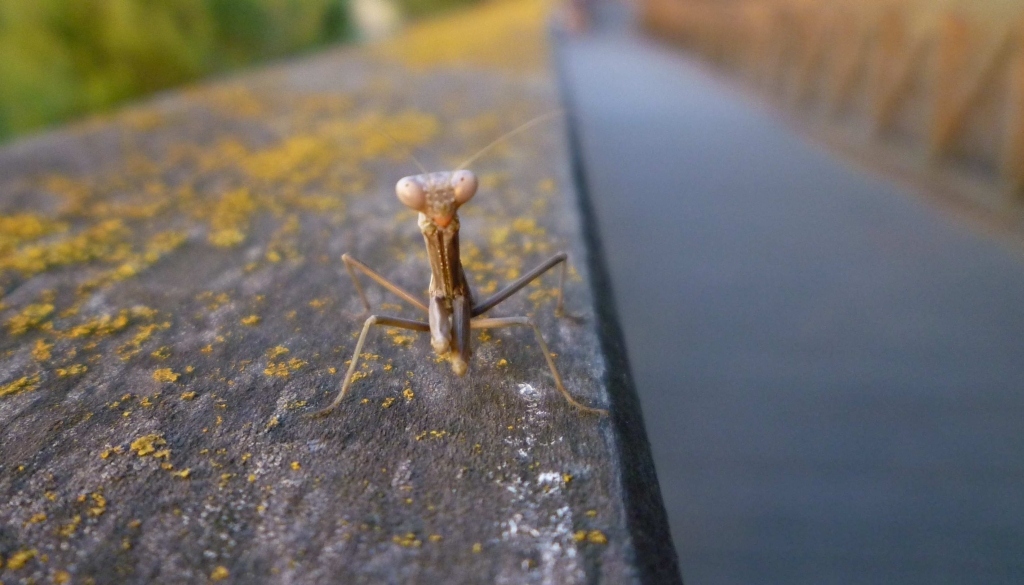 Mantide ... cheeseee !