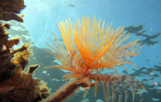 Spirografo Spallanzani 01