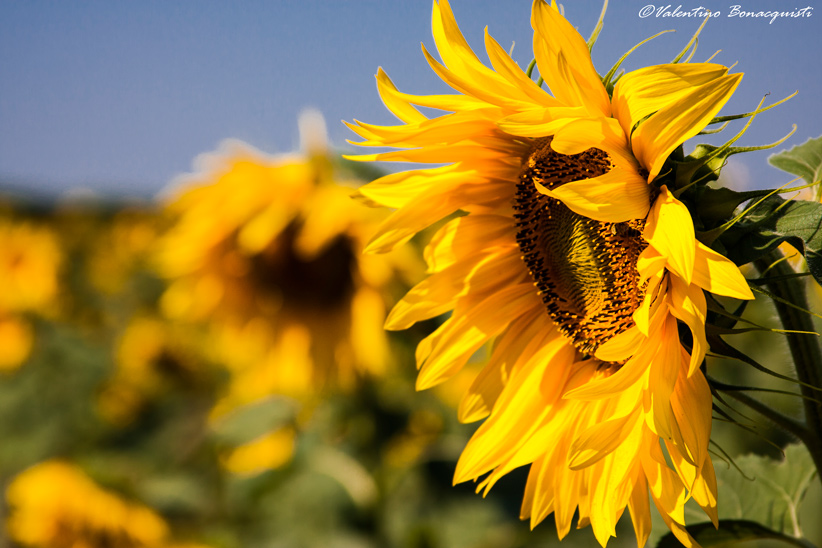 Omaggio al Maestro Vincent van Gogh