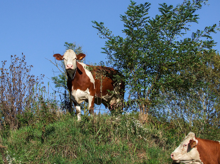 Questa me vuole impallare...