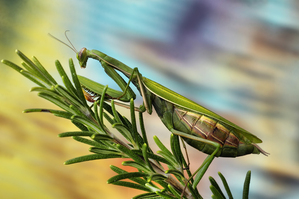 Nascosta nel Rosmarino....