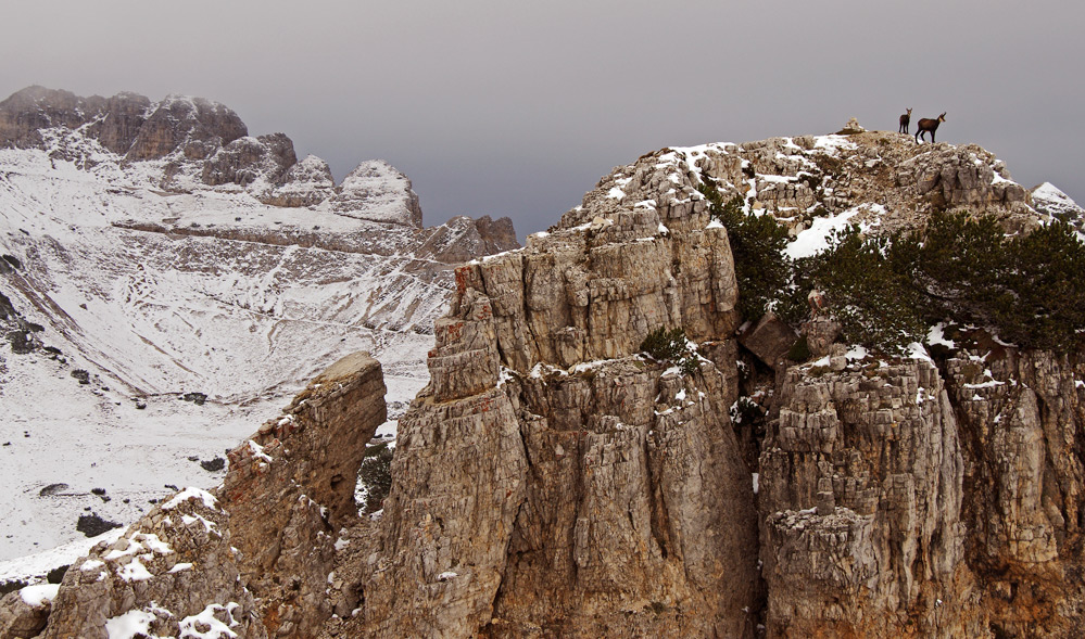 Ambiente di rupicapra rupicapra
