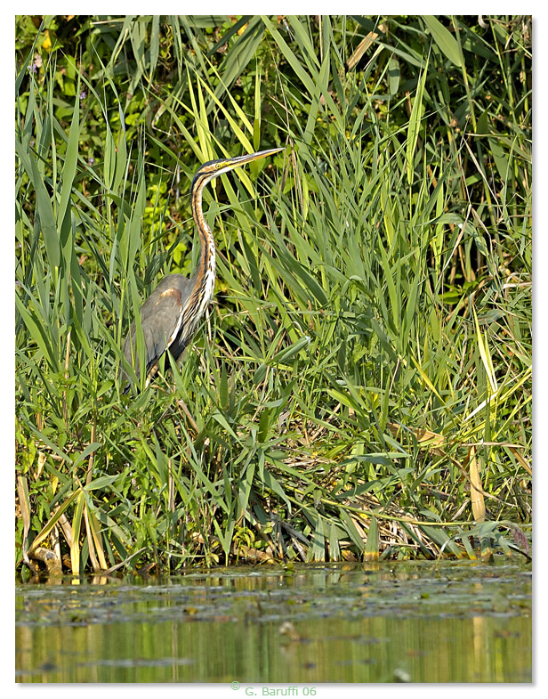Ardea Purpurea (dalla barca) dedicata a GiGGi