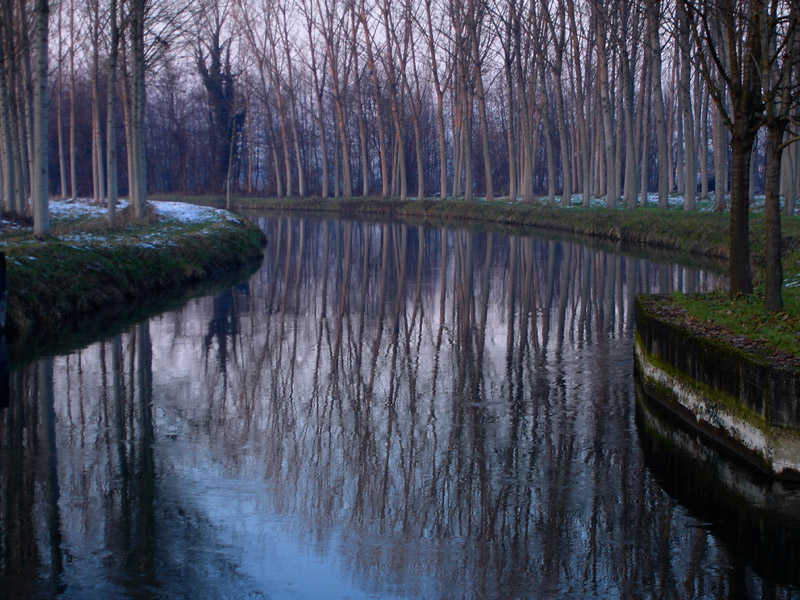 Alberi riflessi.....