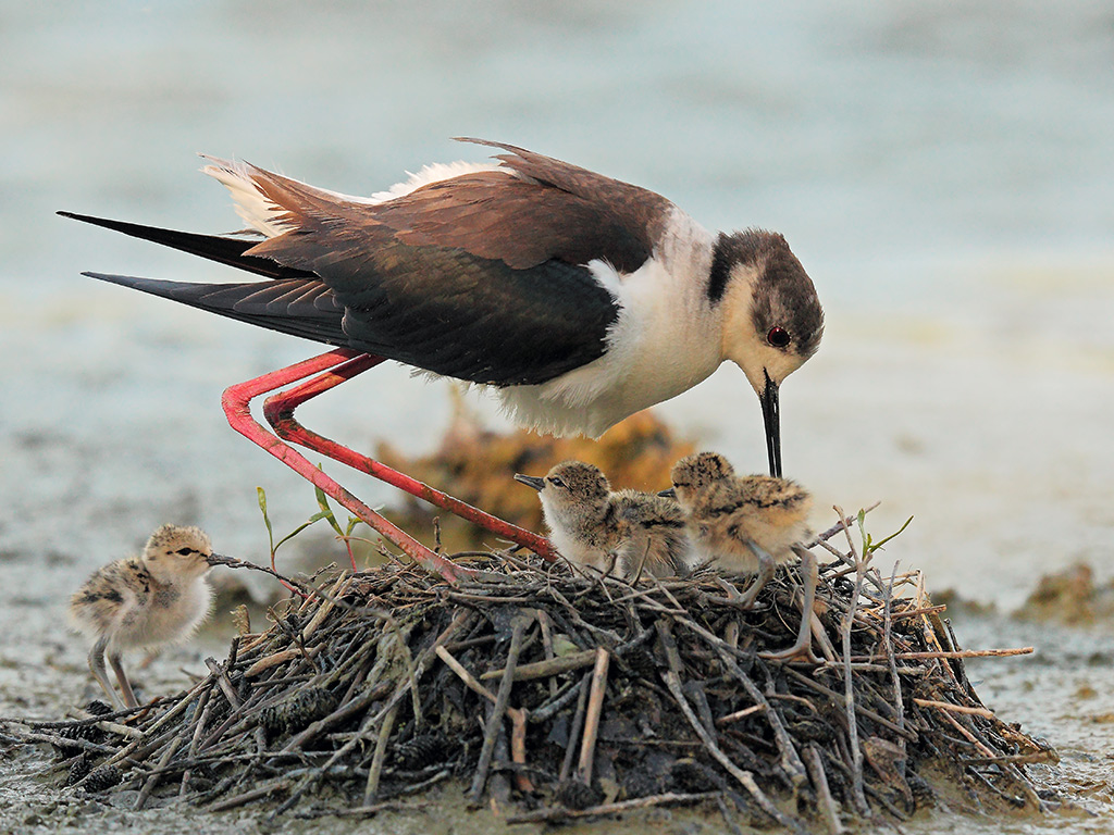 Cavalieri d'Italia # 24