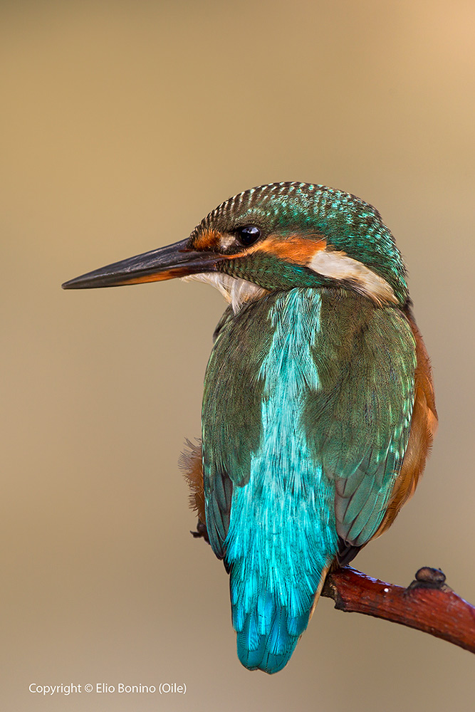 Martino femmina  - Martin pescatore comune (Alcedo atthis)