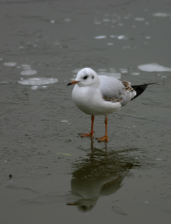 giovane gabbiano comune
