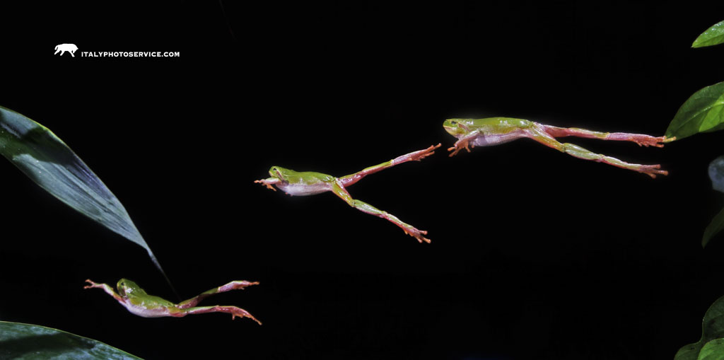 Il salto di una Raganella.