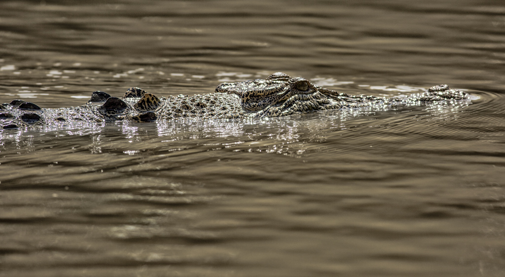 incontri ravvicinati australiani