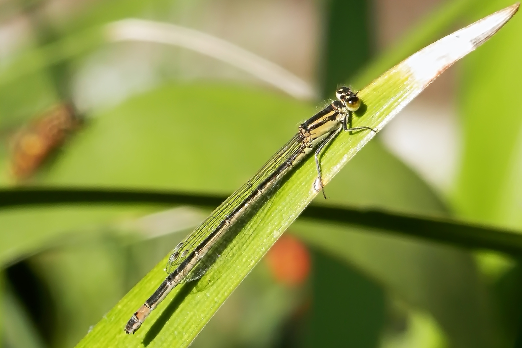libellula