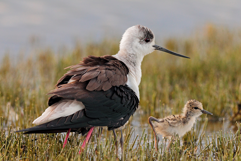 Cavalieri d'Italia # 25