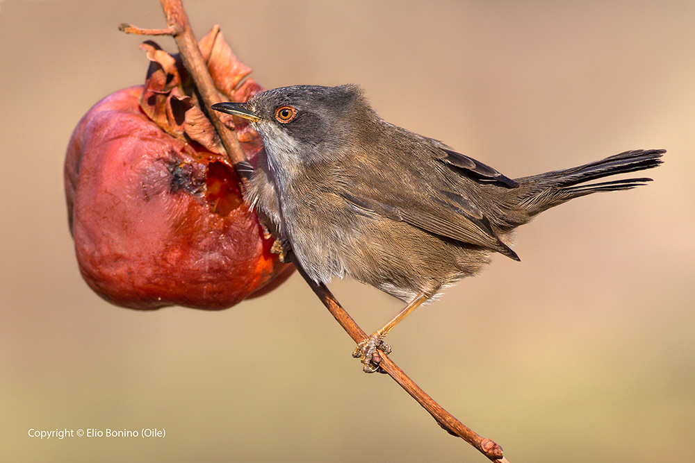 Occhiocotto (Sylvia melanocephala)