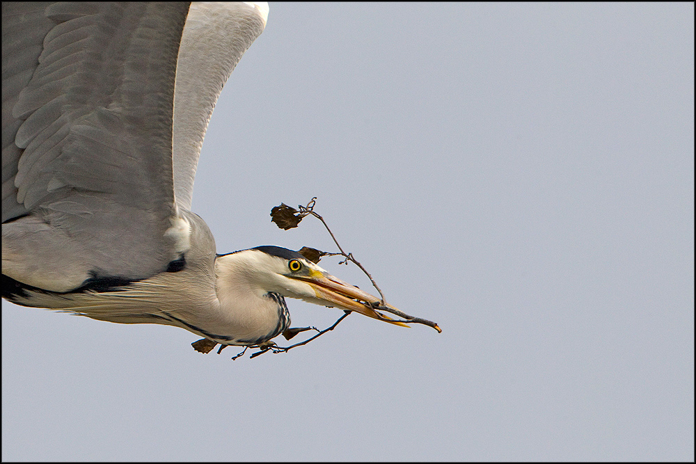 Grazie dei fiori....