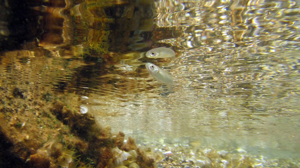 Specchio delle mie brame...