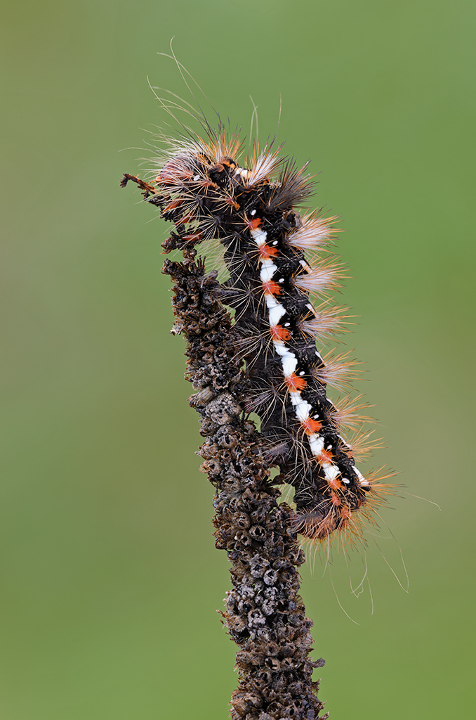 Acronicta (Viminia) rumicis (Linnaeus, 1758)