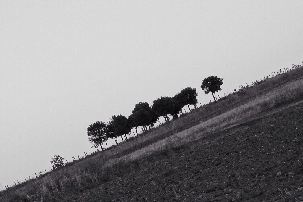 Alberi