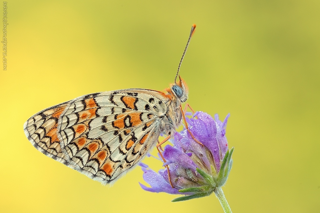 Phoebe, colors and light....
