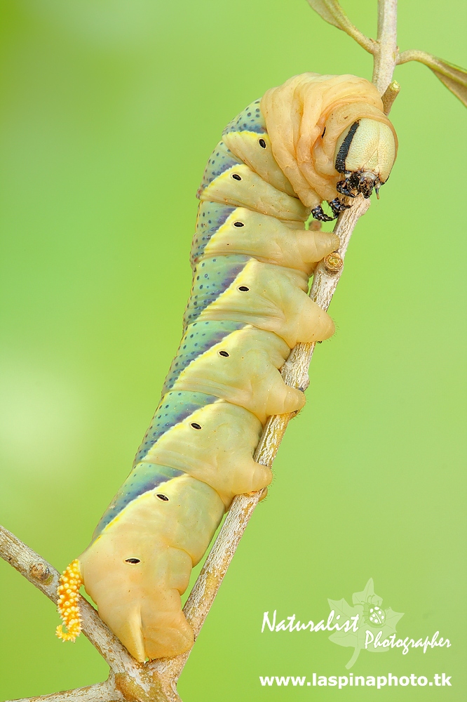 ...Sfinge testa di morto...