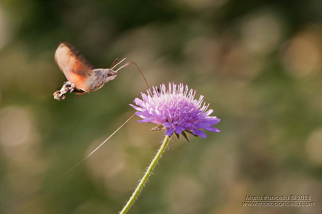 Macroglossum stellatarum