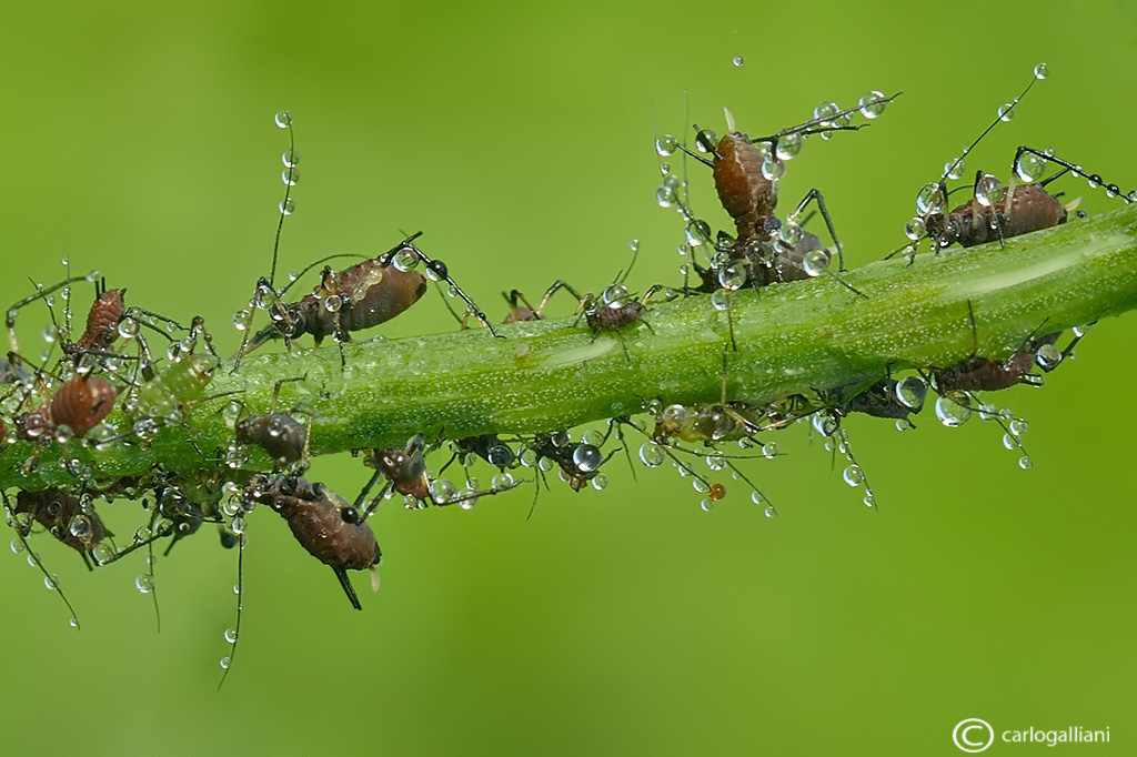 Afidi dopo la pioggia