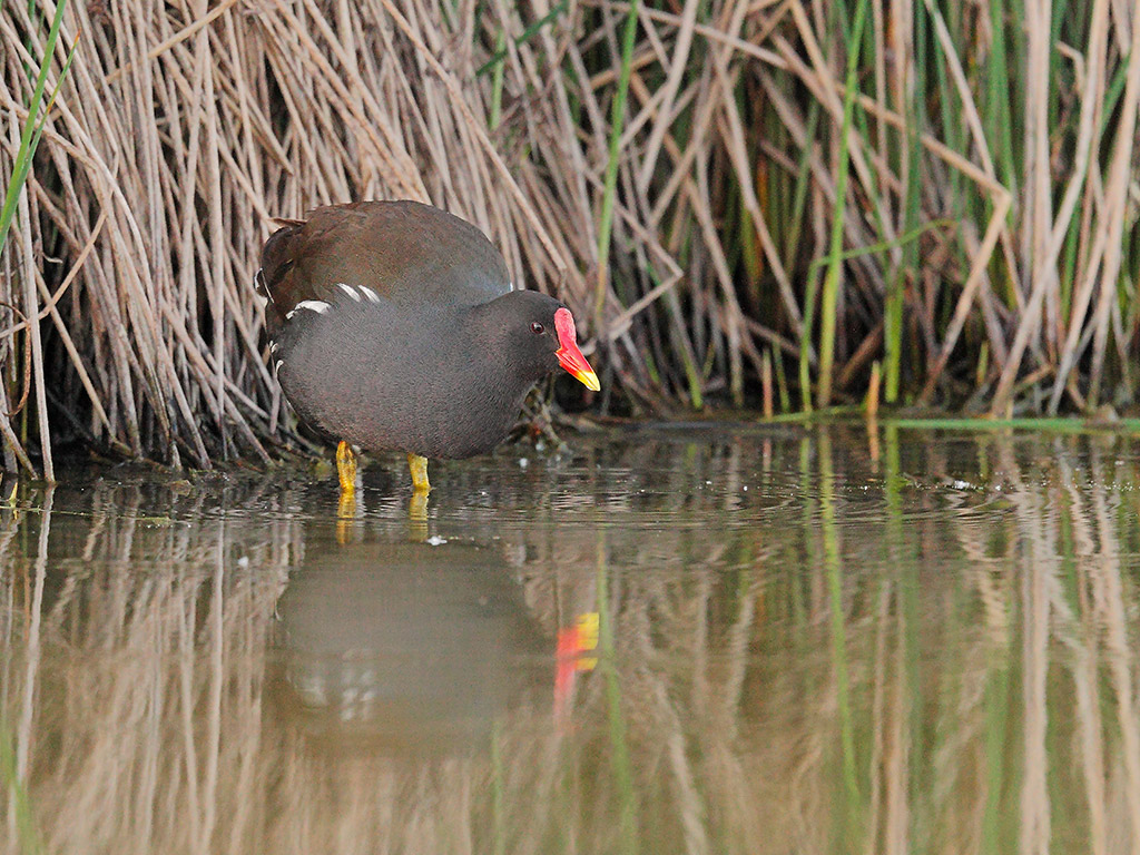 Gallinella d'Acqua # 1