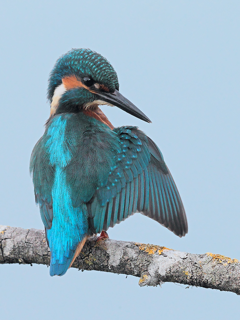 Martin Pescatore # 15