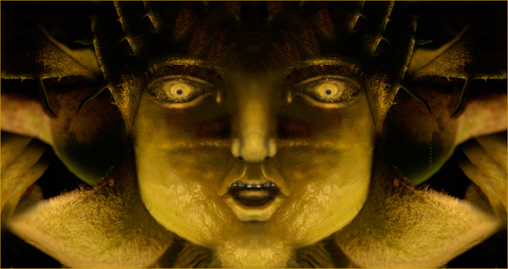 Boccio di rosa VERDE � 2013