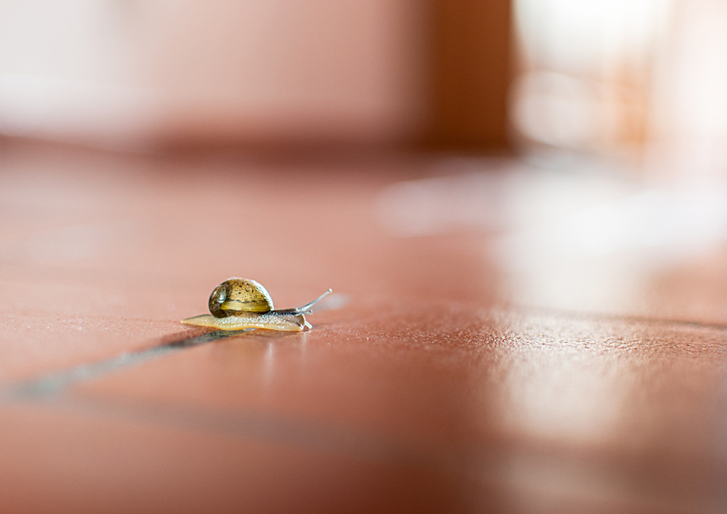 Ospite di passaggio...