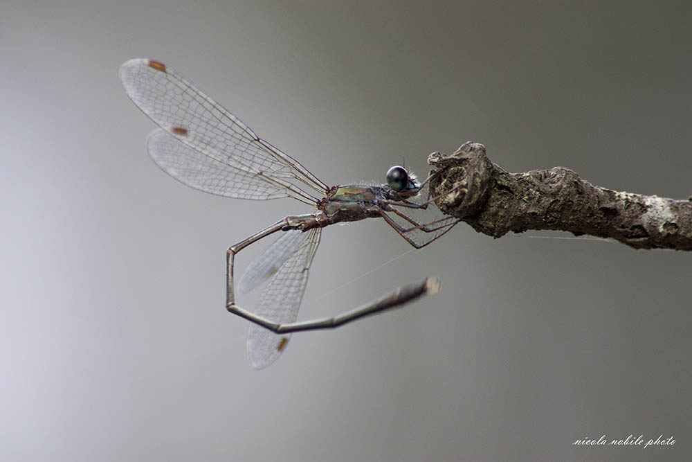 stretching di una libellula