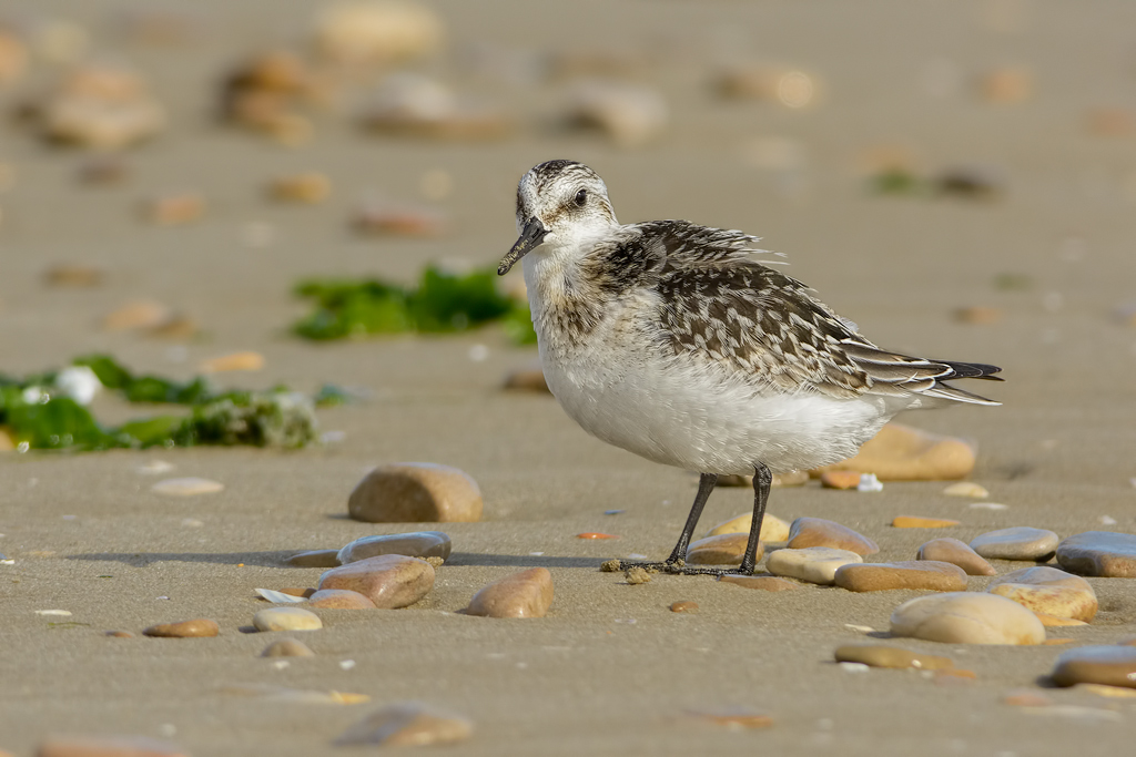 Piovanello tridattilo (Calidris alba)