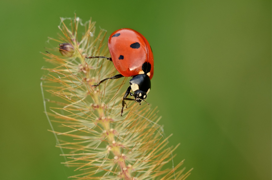 Coccinella di fine stagione