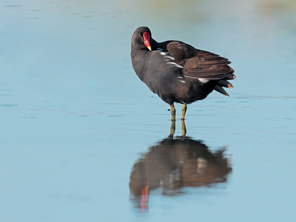 Gallinella d'Acqua # 2