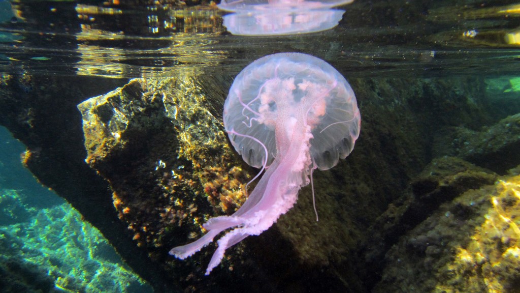 Pelagia nocticula...ahi ahi!