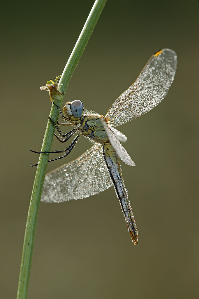 Libellula