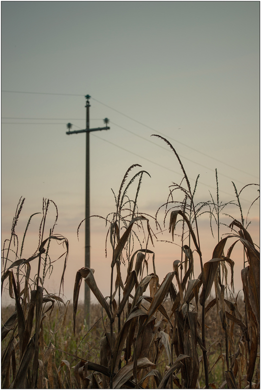 ...in un piegarsi...stanco.