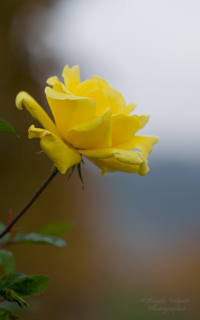 Un giallo all'improviso