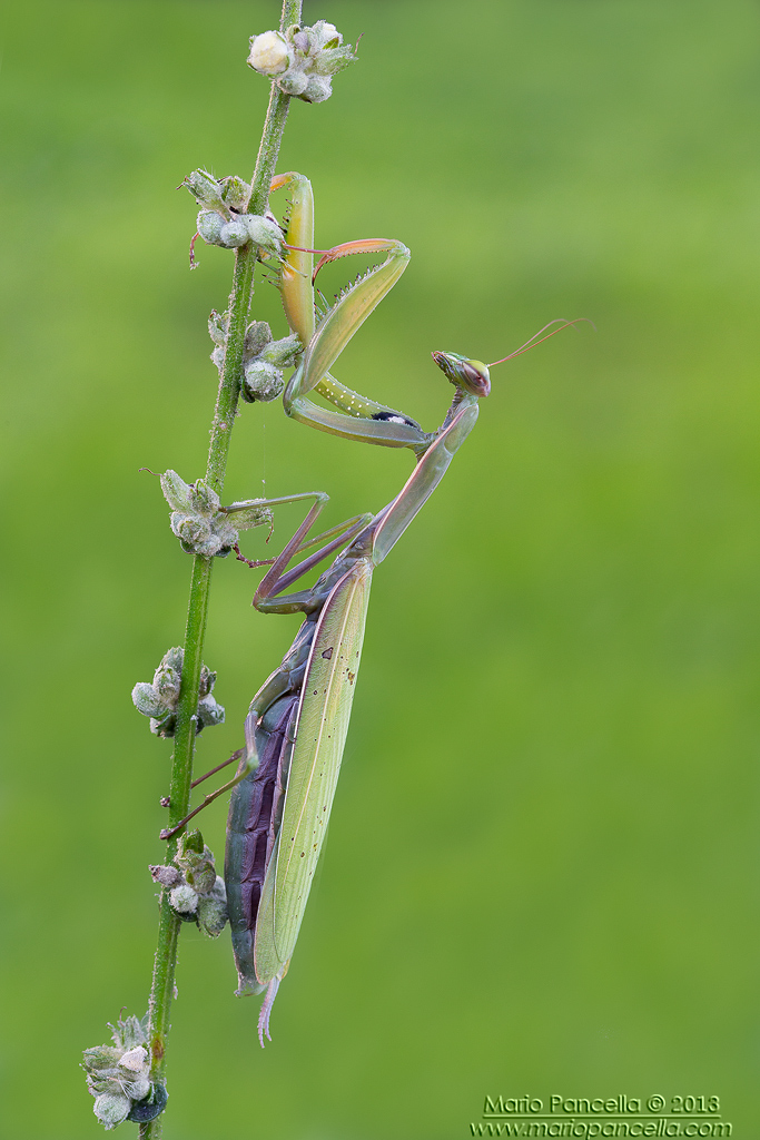 Mantis religiosa