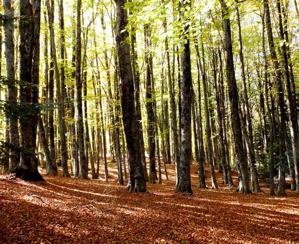 Passeggiata autunnale