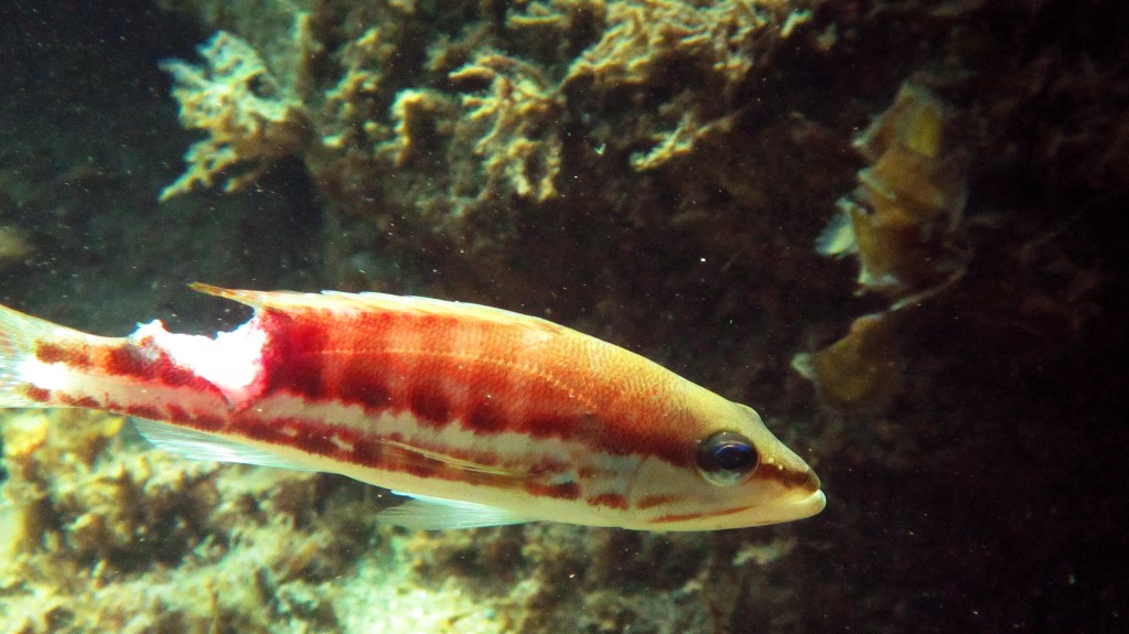 Lotta per la vita...