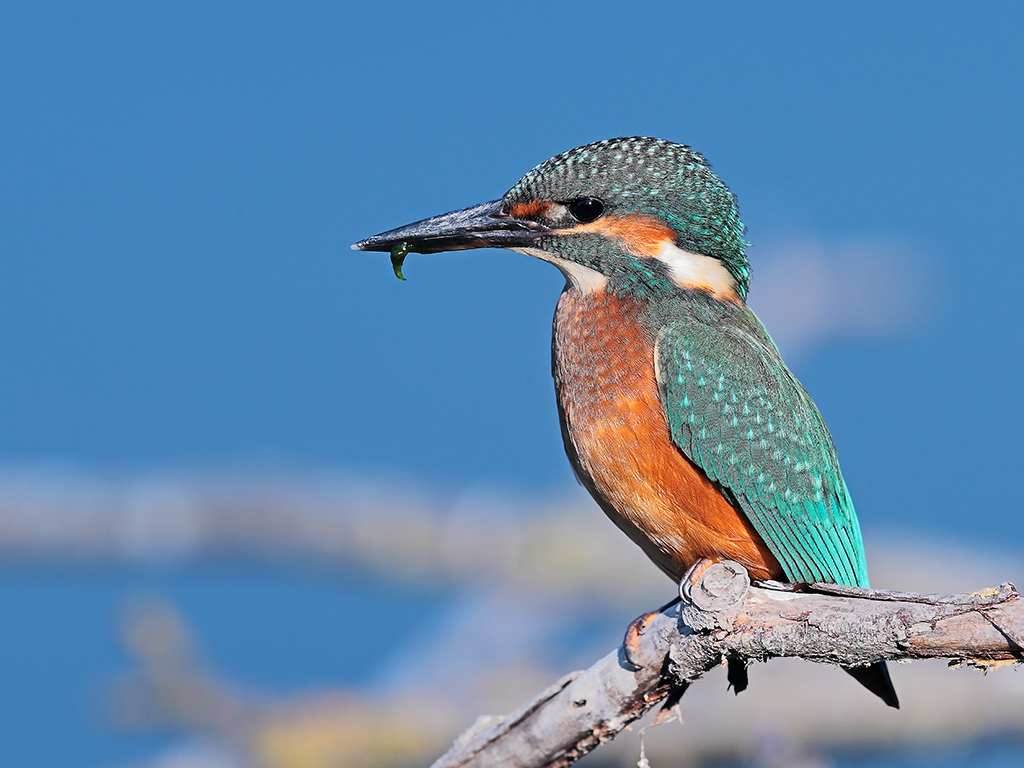 Martin Pescatore # 17