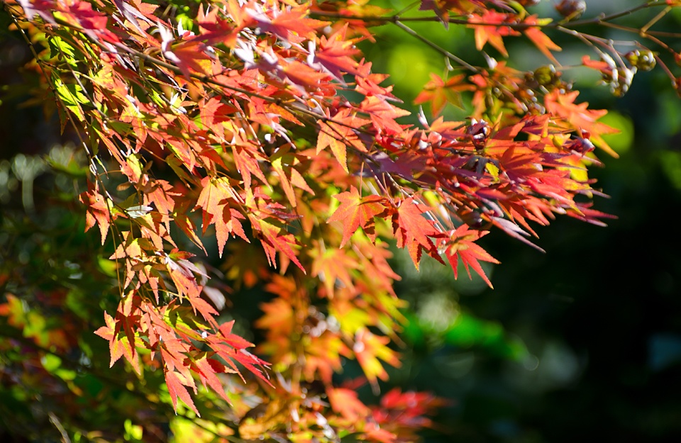 Autunno 2013 : Il trionfo dei giallorossi