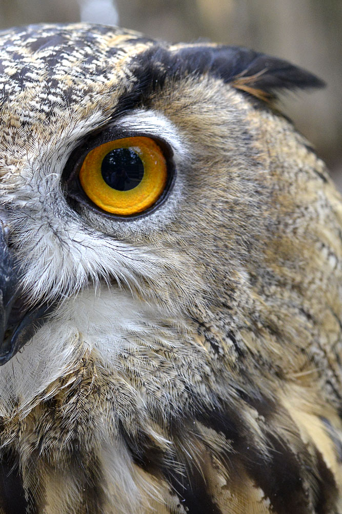 Art� ...occhio ipnotico